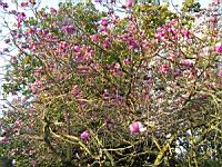 Magnolia cv Inconnu (fam Magnoliacees) (Photo F. Mrugala) (3)